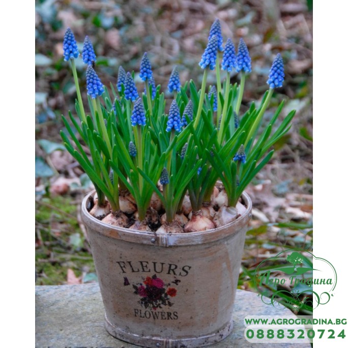 Мускари (кукувиче грозде) Muscari Armeniacum - AGRONOM - 7 бр луковици Мускари (кукувиче грозде) Muscari Armeniacum - AGRONOM - 7 бр луковици