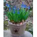 Мускари (кукувиче грозде) Muscari Armeniacum - 10 бр луковици – Есенни луковици