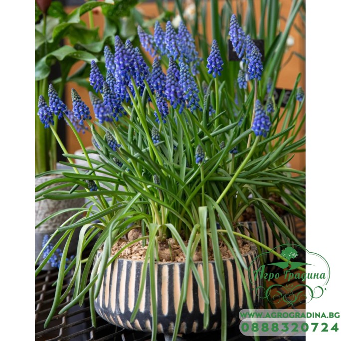Мускари (кукувиче грозде) Muscari Armeniacum - AGRONOM - 7 бр луковици Мускари (кукувиче грозде) Muscari Armeniacum - AGRONOM - 7 бр луковици
