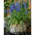 Мускари (кукувиче грозде) Muscari Armeniacum - AGRONOM - 7 бр луковици – Есенни луковици