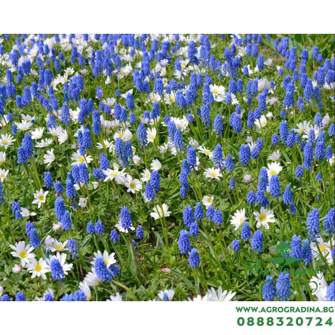 Мускари (кукувиче грозде) Muscari Armeniacum - AGRONOM - 7 бр луковици Мускари (кукувиче грозде) Muscari Armeniacum - AGRONOM - 7 бр луковици