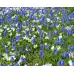 Мускари (кукувиче грозде) Muscari Armeniacum - 10 бр луковици – Есенни луковици
