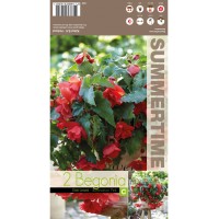 Бегония Каскасдна Розово Сияние Begonia L - 2 бр грудки