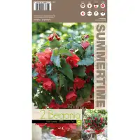 Бегония Каскасдна Розово Сияние Begonia L - 2 бр грудки