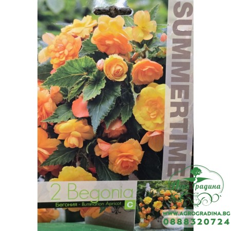 Бегония Каскасдна Illumination Apricot - 2 бр грудки
