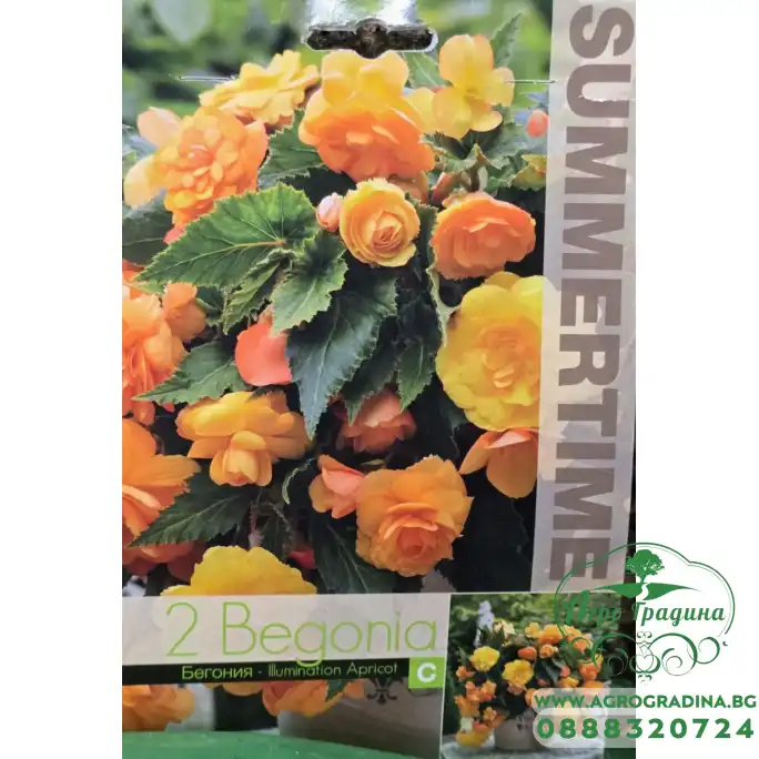 Бегония Каскасдна Illumination Apricot - 2 бр грудки Бегония Каскасдна Illumination Apricot - 2 бр грудки