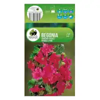 Бегония Розова Каскадна Begonia L - 2 бр грудки