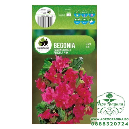 Бегония Розова Каскадна Begonia L - 2 бр грудки