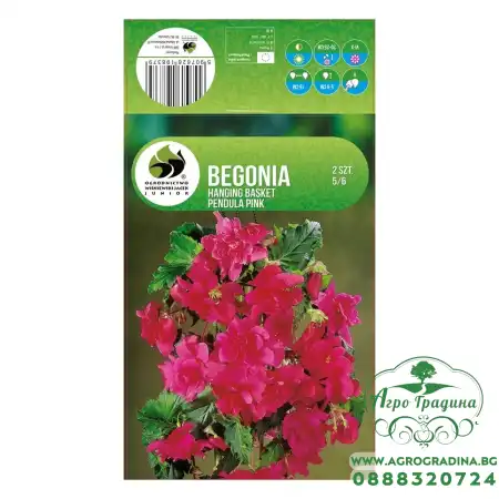 Бегония Розова Каскадна Begonia L - 2 бр грудки