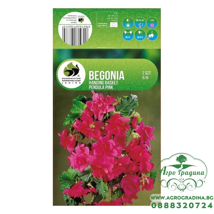 Бегония Розова Каскадна Begonia L - 2 бр грудки