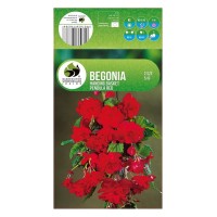 Бегония Червена Каскадна Begonia L - 2 бр грудки