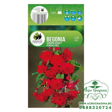 Бегония Червена Каскадна Begonia L - 2 бр грудки