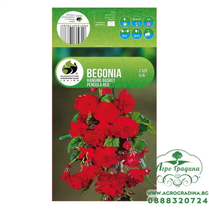 Бегония Червена Каскадна Begonia L - 2 бр грудки Бегония Червена Каскадна Begonia L - 2 бр грудки