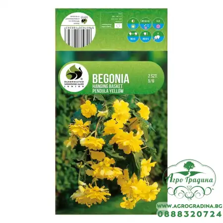 Бегония Жълта Каскадна Begonia L - 2 бр грудки