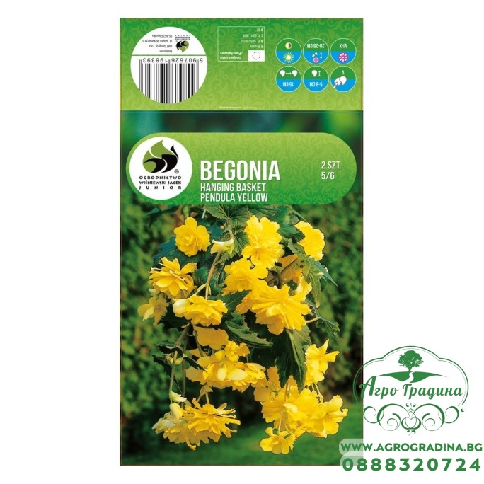 Бегония Жълта Каскадна Begonia L - 2 бр грудки