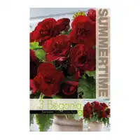 Бегония Двойна Тъмночервена / Begonia L - 3 бр грудки