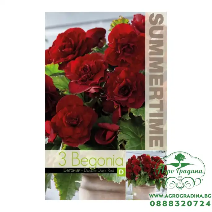 Бегония Двойна Тъмночервена / Begonia L - 3 бр грудки