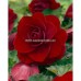Бегония Двойна Тъмночервена Begonia L - 3 бр грудки – Пролетни луковици