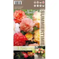 Бегония Едроцветна Микс Самба Samba Mixed - 3 бр грудки