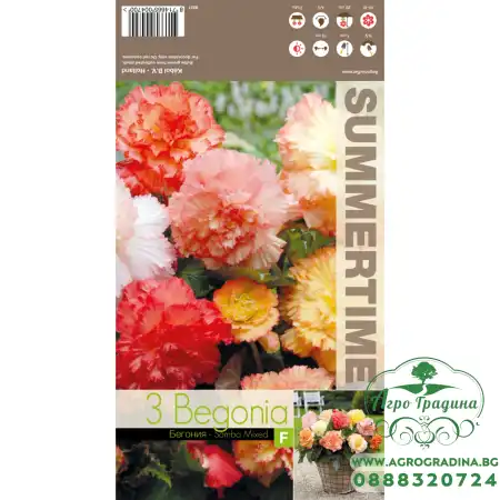Бегония Едроцветна Микс Самба Samba Mixed - 3 бр грудки