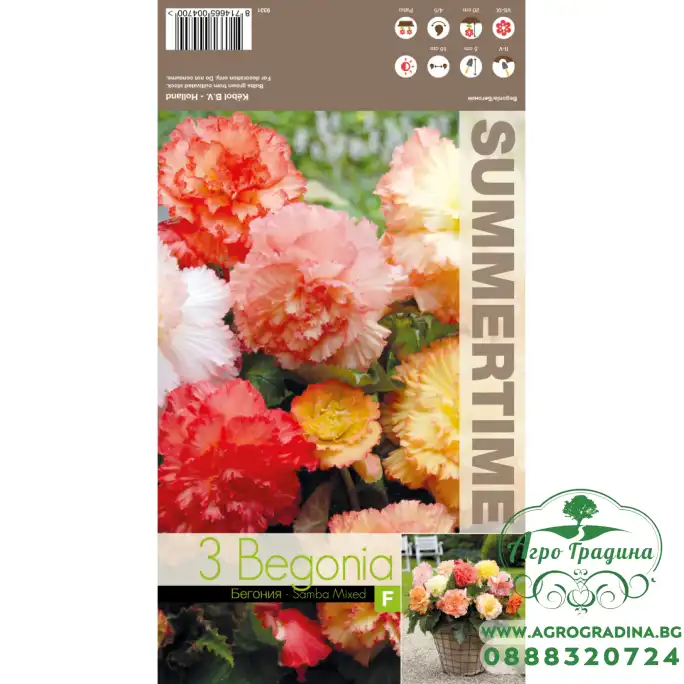 Бегония Едроцветна Микс Самба Samba Mixed - 3 бр грудки
