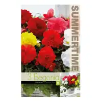Бегония Кичеста Микс / Begonia tuberhybrida - 3 бр грудки