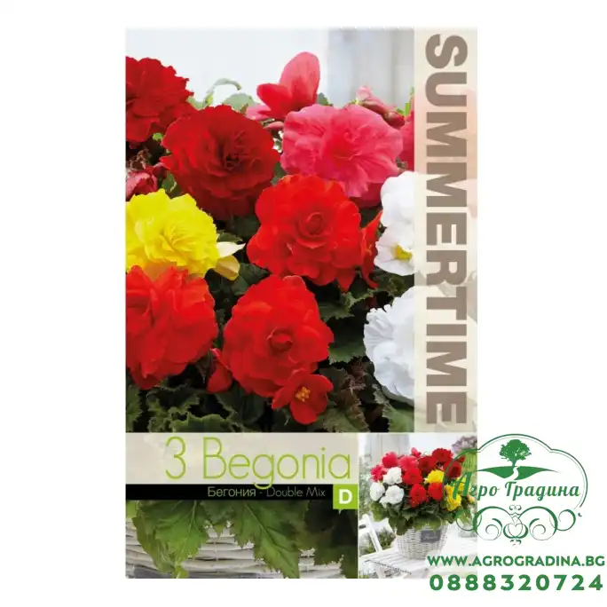 Бегония Кичеста Микс / Begonia tuberhybrida - 3 бр грудки