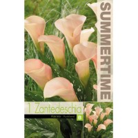 Кала Оукланд Zantedeschia - 1 бр луковица