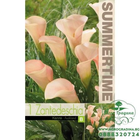 Кала Оукланд Zantedeschia - 1 бр луковица