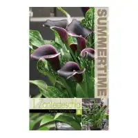 Кала Дубайски нощи / Zantedeschia - 1 бр луковица