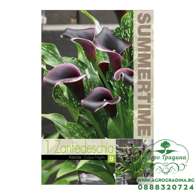 Кала Дубайски нощи / Zantedeschia - 1 бр луковица