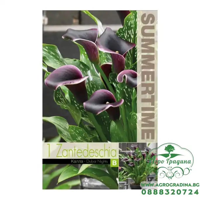 Кала Дубайски нощи / Zantedeschia - 1 бр луковица