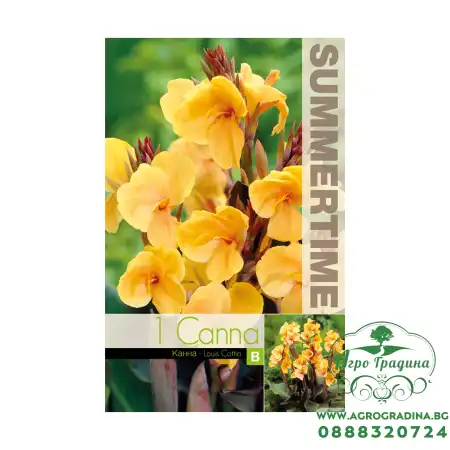 Индийска Кана джудже Луис Котон / Canna Indica - 1 бр луковица