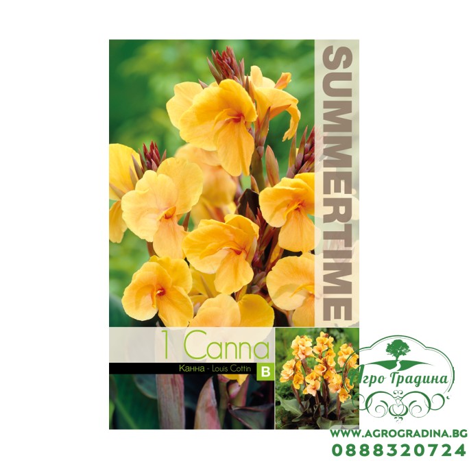 Индийска Кана джудже Луис Котон / Canna Indica - 1 бр луковица