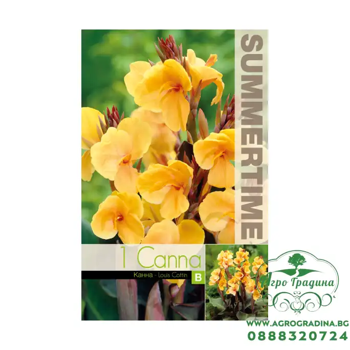 Индийска Кана джудже Луис Котон / Canna Indica - 1 бр луковица