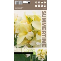 Индийска Кана Амбасадор Canna Indica - 1 бр луковица