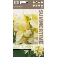Индийска Кана Амбасадор Canna Indica - 1 бр луковица