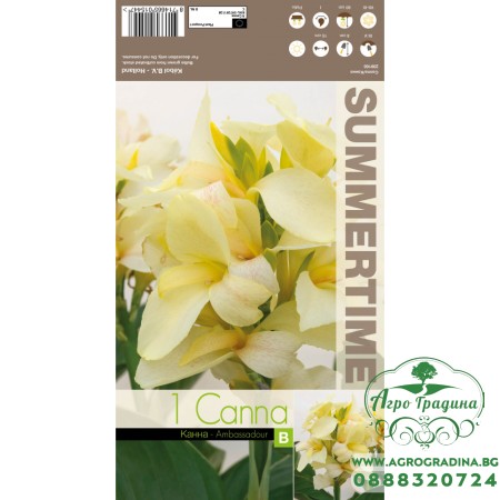 Индийска Кана Амбасадор Canna Indica - 1 бр луковица