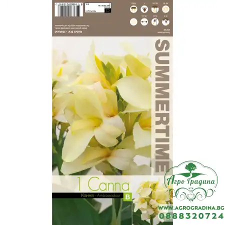 Индийска Кана Амбасадор Canna Indica - 1 бр луковица