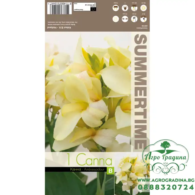 Индийска Кана Амбасадор Canna Indica - 1 бр луковица Индийска Кана Амбасадор Canna Indica - 1 бр луковица