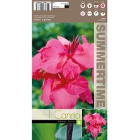 Индийска Кана Емпайър Canna Indica - 1 бр луковица