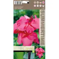 Индийска Кана Емпайър Canna Indica - 1 бр луковица