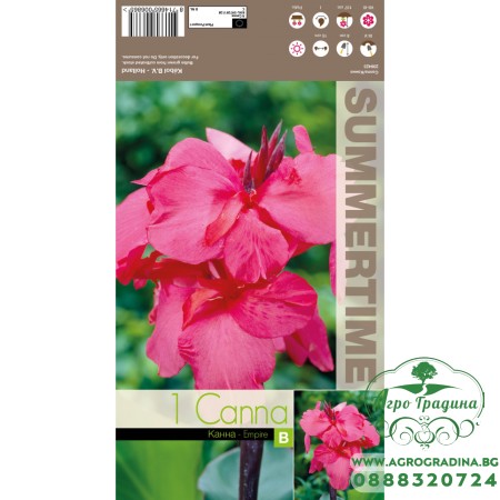 Индийска Кана Емпайър Canna Indica - 1 бр луковица
