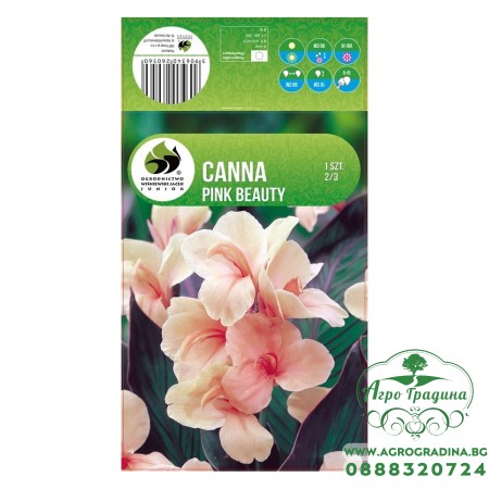 Кана Пинк Бюти Canna - 1 бр луковица