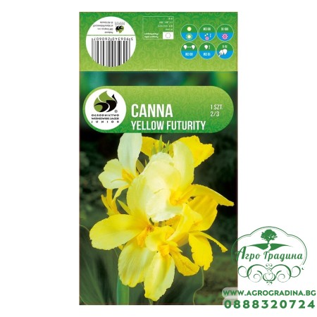 Кана Йелоу Фютюрити Canna - 1 бр луковица