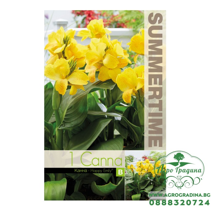 Индийска Кана Щастливата Емили / Canna Indica - 1 бр луковица