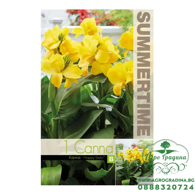 Индийска Кана Щастливата Емили / Canna Indica - 1 бр луковица