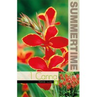 Индийска Кана Луцифер Canna Indica - 1 бр луковица