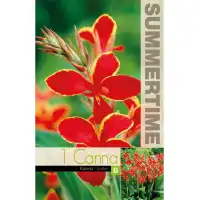 Индийска Кана Луцифер Canna Indica - 1 бр луковица