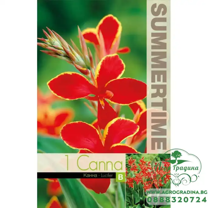 Индийска Кана Луцифер Canna Indica - 1 бр луковица Индийска Кана Луцифер Canna Indica - 1 бр луковица